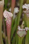 Crimson pitcherplant